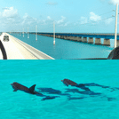 Key West Tours from Miami: Dolphin Discovery, Snorkeling & More ! 1