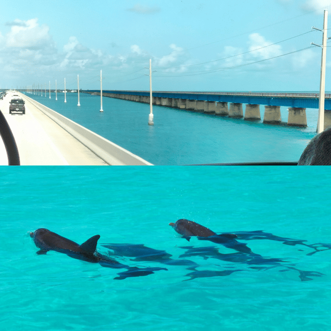 Key West Tours from Miami: Dolphin Discovery, Snorkeling & More !