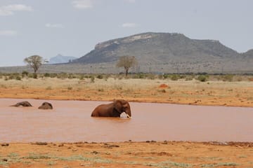 (2 Days, 1 Night) Day & Night Game Drive Tsavo East National Park