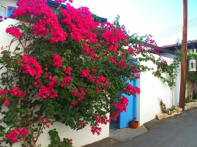 Paphos: Gourmet Cyprus Tour – Local Flavors & Wine 10