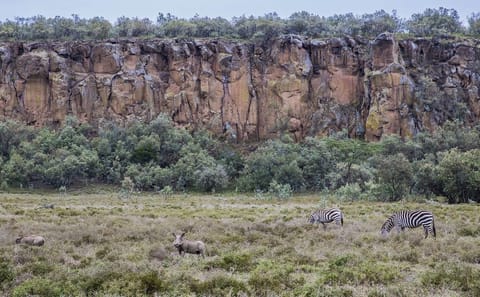Day tour to lake Naivasha and hell’s gate park no park fees