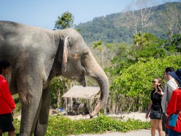 Guide Tour to Patong Hilltribe Ethical Elephant Village