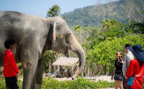 Guide Tour to Patong Hilltribe Ethical Elephant Village