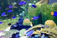 aquarium tickets dubai