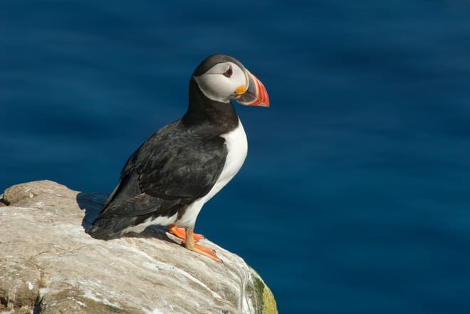 Private Puffin Colony Tour from Seyðisfjörður Port photo 5