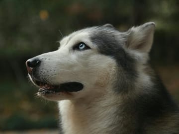 Yamnuska Wolfdog Sanctuary and Calgary City Day Tour