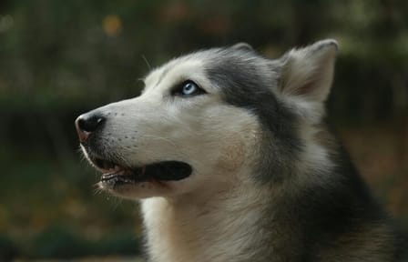 Yamnuska Wolfdog Sanctuary and Calgary City tour