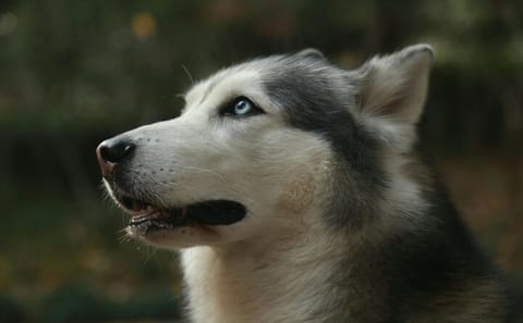 Yamnuska Wolfdog Sanctuary and Calgary City Day Tour