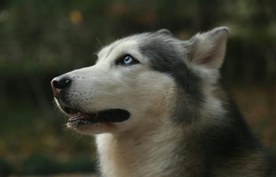 Yamnuska Wolfdog Sanctuary and Calgary City tour
