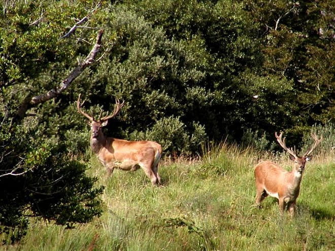 Wild Red deer viewing safari. Galway. Private guided. 3 hours. photo 5