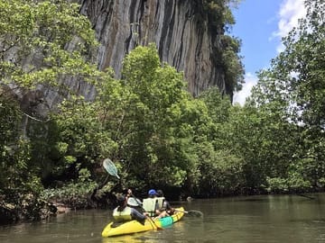 Exploring mangroves