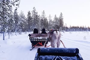 1 Hour Reindeer Safari & a Farm Visit