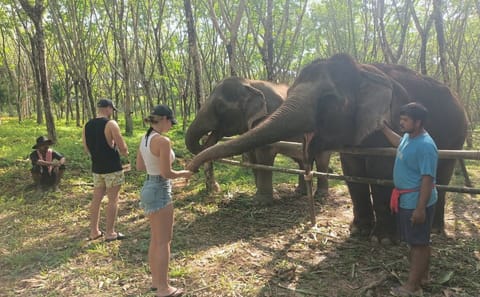 2-Hours Eco Guide Walking Tour in Khao Lak Elephant Sanctuary