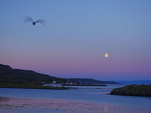 Strandir Adventure by Minibus, photo 11