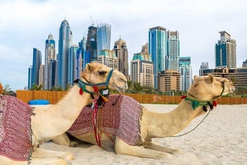 Half-Day Guided City Tour of Dubai's Iconic Landmarks