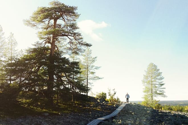 Midnight Sun Hike Kätkävaara