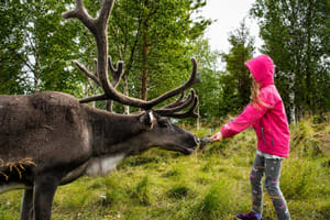 Rovaniemi: Summer & Autumn Reindeer Farm Visit - Small Group