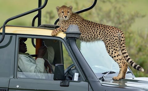 4-Day Masai Mara 4x4 Jeep Safari from Nairobi