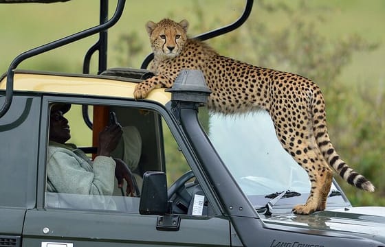 4 Days Masai Mara 4×4 Jeep Lodge Safari