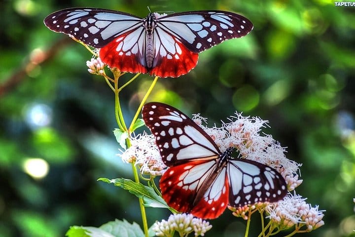 exotic and colorful butterfly