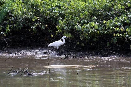Bird Watching Tour at Muthurajawela
