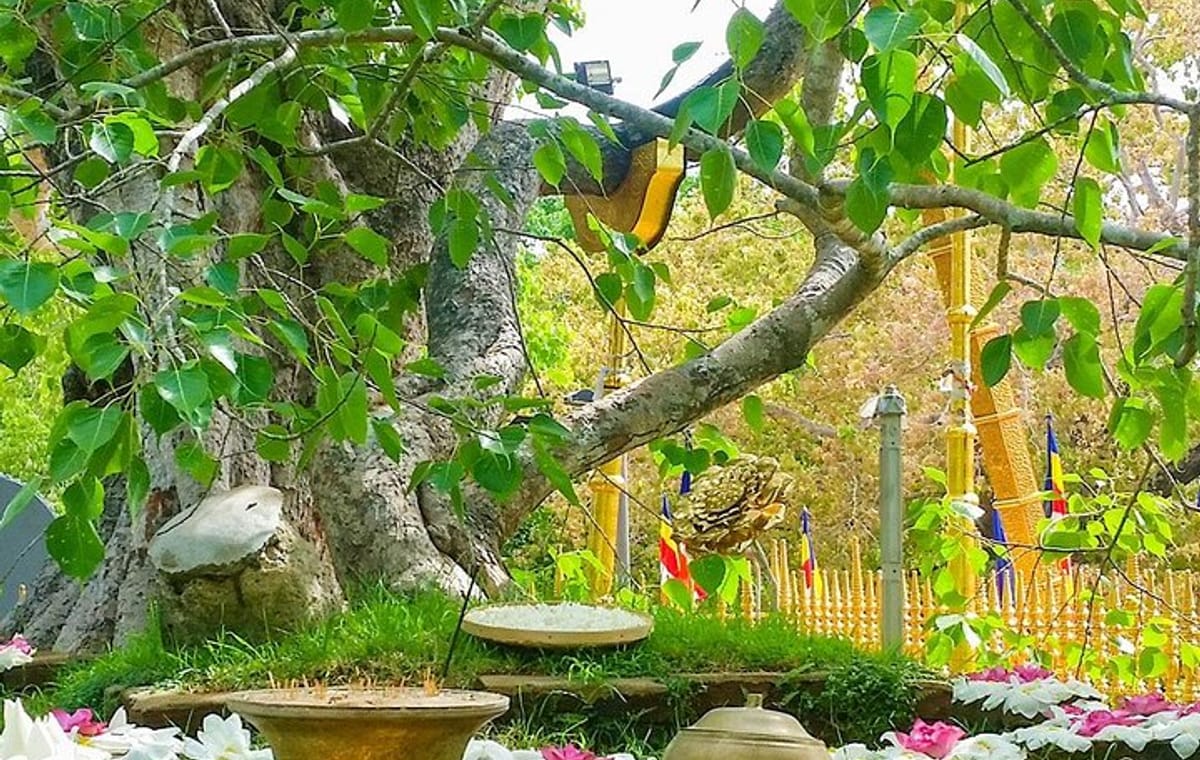 Aukana and Anuradhapura Day Tour From Polonnaruwa