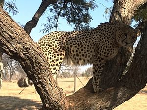 Ann Van Dyk Cheetah Centre Tour from Johannesburg or Pretoria