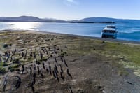 Martillo Island: Boat Trip to the Penguin Colony & Beagle Channel 5