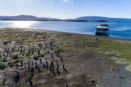 Martillo Island: Boat Trip to the Penguin Colony & Beagle Channel