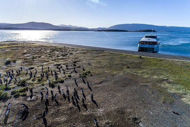 Martillo Island: Boat Trip to the Penguin Colony & Beagle Channel photo 5