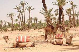 Camel Ride Near To Marrakech