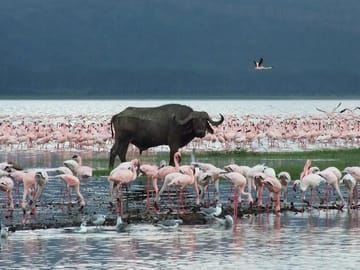Lake Nakuru National park