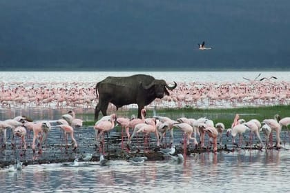2 – DAYS LAKE NAKURU NATIONAL PARK SAFARI