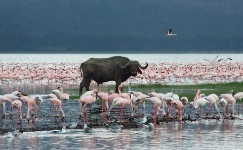 2-Day Wildlife Safari in Lake Nakuru National Park, Kenya