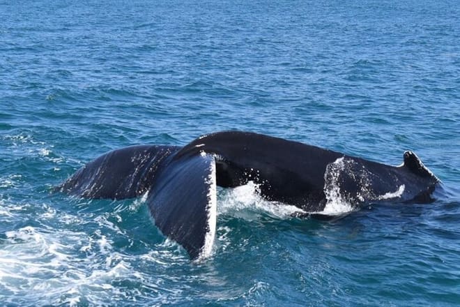 Whales Watching And Waterfall El Limon Adventure photo 3
