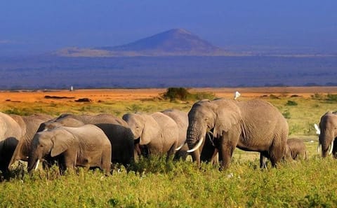 Two-Day Safari Experience in Amboseli National Park from Nairobi