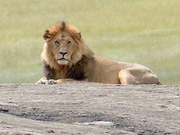 6 DAYS 5 NIGHTS MAASAI MARA,LAKE NAKURU AND AMBOSELI GROUP JOINING SAFARI