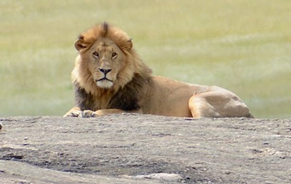 6 DAYS 5 NIGHTS MAASAI MARA,LAKE NAKURU AND AMBOSELI GROUP JOINING SAFARI