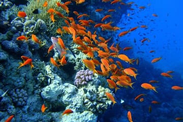 Beach Dive with Transfer – Sharm El Sheikh