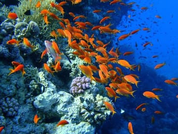 Beach Diving Experience in Sharm El Sheikh with Transfer