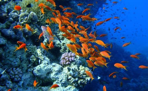 Beach Diving Experience in Sharm El Sheikh with Transfer