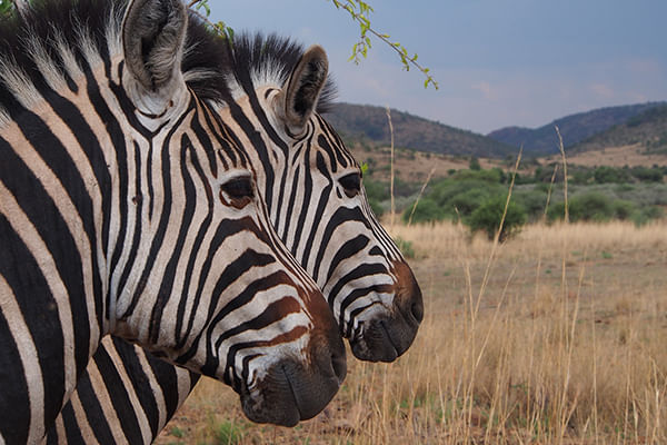Wildlife encounters on a Sun City & Pilanesberg Nature Reserve Day Tour