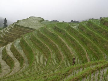 Rice Paddies in Spring