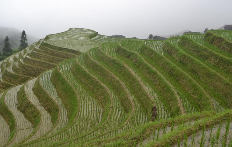 One Day Private Longji Rice Terraces with Minority village tour