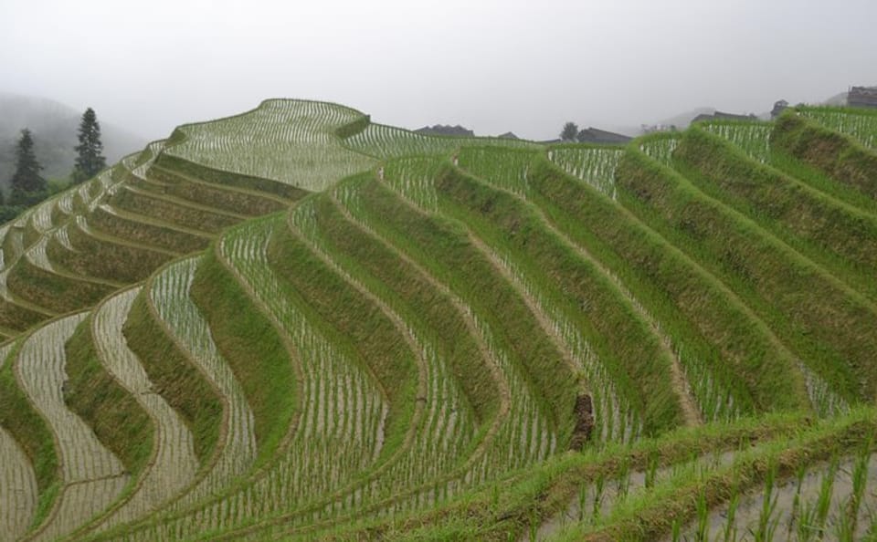 Private Day Tour of Longji Rice Terraces and Minority Village in Guilin