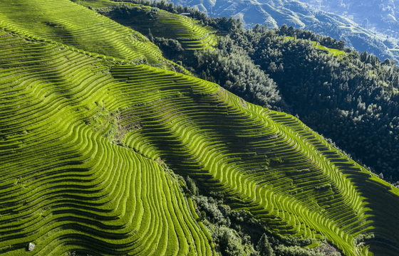 One-Day Tour of Longji Golden Pit: Round-Trip Bus + Golden Buddha Peak + Xishan Shaoyue