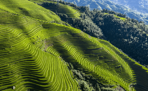 One-Day Excursion to Longji Rice Terraces in Guilin
