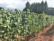 Vineyard