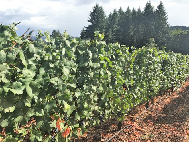 Vineyard