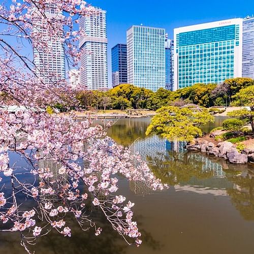 Guided Walking Tour in Hama Rikyu Gardens